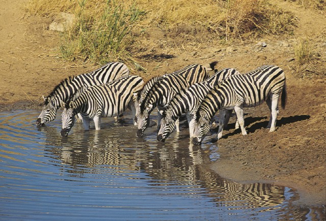 sa-zebras-kruger-np