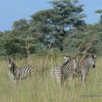 Neugierge Zebras im Mudumu Nationalpark