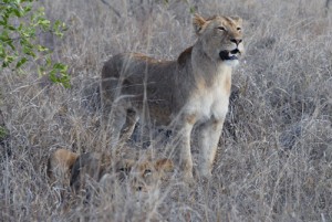 Visit Zimbabwe: The Save Valley Conservancy and Gonarezhou National Park