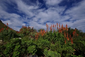 Tsitsikamma Nationalpark Protea