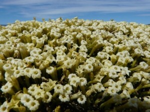 Blütenpracht in Patagonien