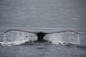 Wal vor der Küste von British Columbia