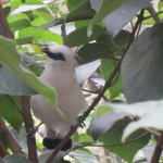 tropischer vogel