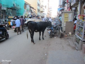 die heiligen Kühe Indiens