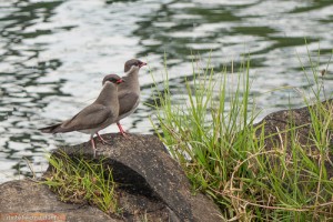 Halsband-Brachschwalben auf einer Insel im Zambezi-Fluss 