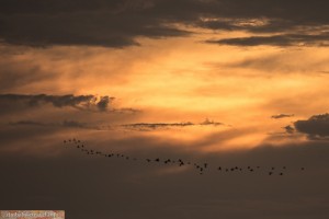 Sonnenuntergang am Zambezi-Fluss 