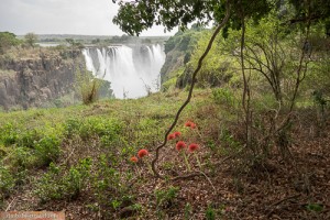 Blutblumen vor den Main Falls, Victoria Falls