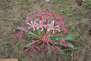 Blumen im Zambezi Nationalpark