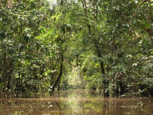 Einblick in den Varzea-Wald während der Regenzeit