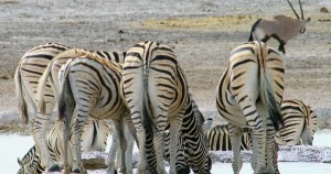 Gruppe Zebras an einer Wasserstelle im Etosha Nationalpark