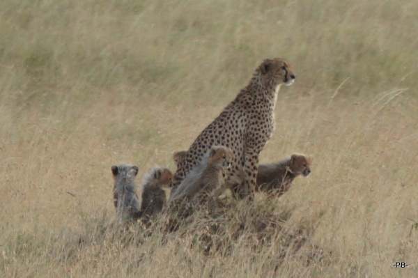 Süüüüüß! Gepardenmama mit Babies