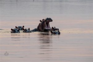 Flusspferde, Matusadona Nationalpark, Simbabwe 