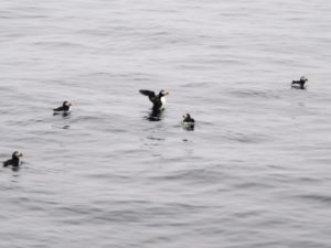 Puffins