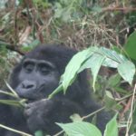 Mein Abenteuer beim Gorilla-Trekking in Uganda